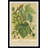 " Common Grape Vine "-2021589203