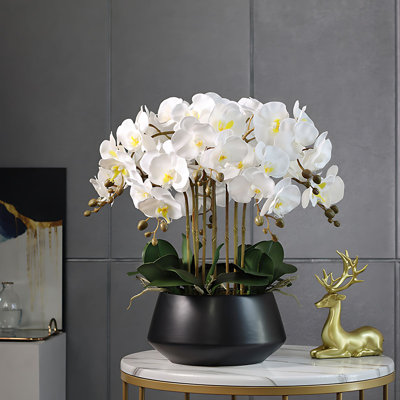 Orchid Arrangement in Pot