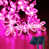 Pink is out of stock selected