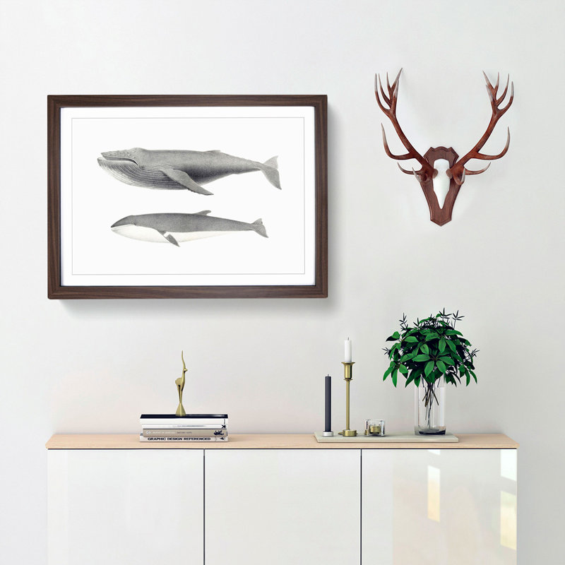 Humpback & Minke Whale by C.M. Scammon - Picture Frame Graphic Art Print, Walnut Framed, 27cm H x 36cm W x 2cm D