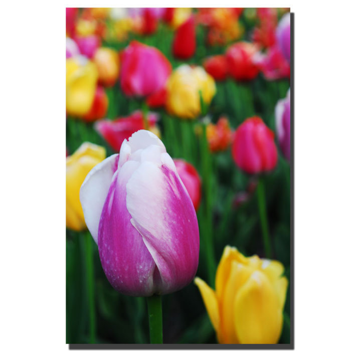Colorful Tulips Floral Canvas Print with Black Frame