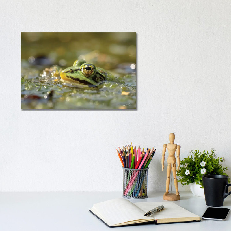 Frog by Martin Podt - Wrapped Canvas Print, 20.32 cm H x 30.48 cm W