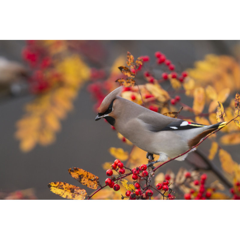 Bohemian Waxwing - Photographie sur toile tendue, H 8 po x l 12 po