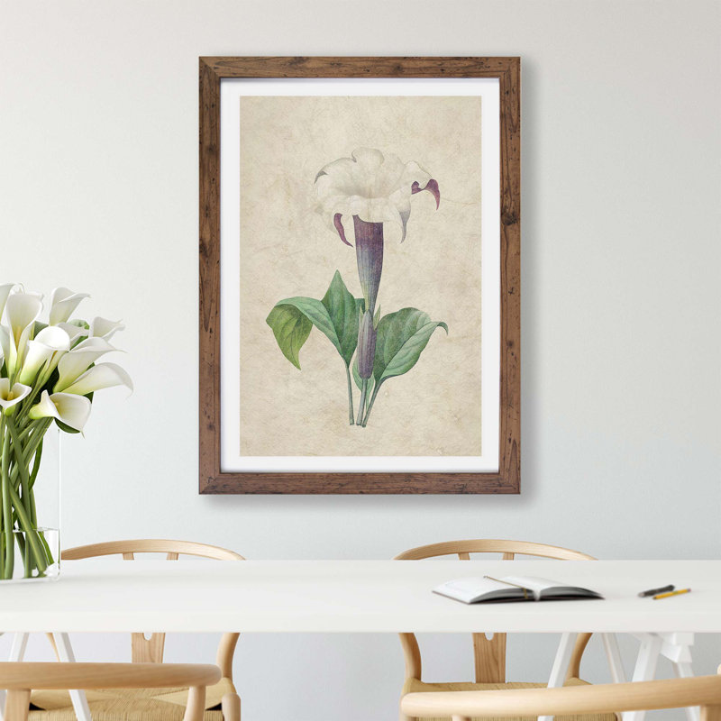 Daturas Flower by Pierre-Joseph Redoute - Framed Print, 24cm H x 33cm W x 2cm D, Walnut