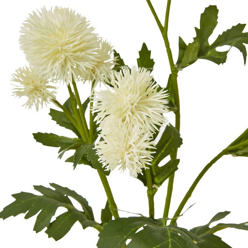 Anastasija Arrangement, Cream