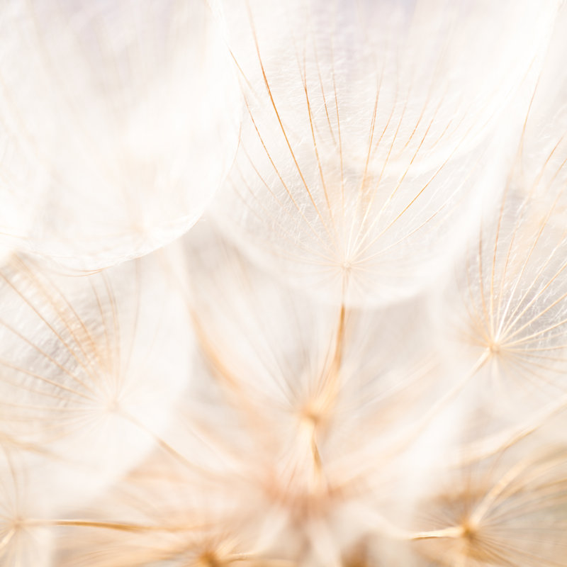 Dandelion Seed by Mmeemil, 30" H x 30" W