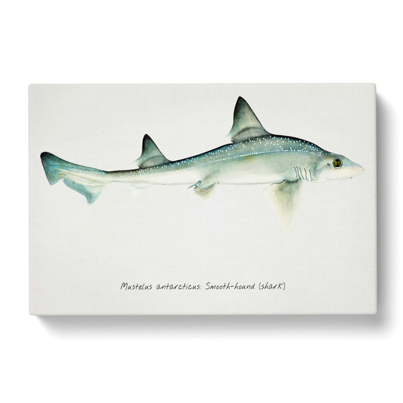 Illustration Of A Smooth-Hound Shark by F.E. Clarke - Wrapped Canvas Painting, 50cm H x 76cm W x 3cm D