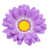 Lilas sélectionné