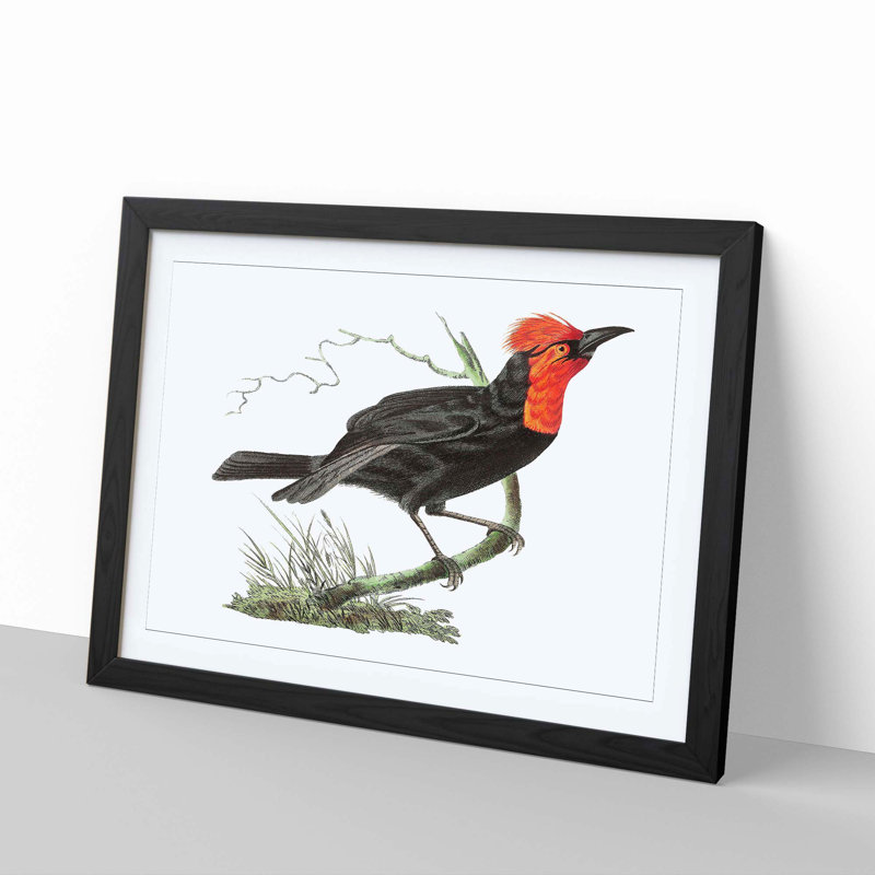 Black Tanager Bird by George Shaw - Framed Print, Black, 35cm H x 50cm W x 2cm D