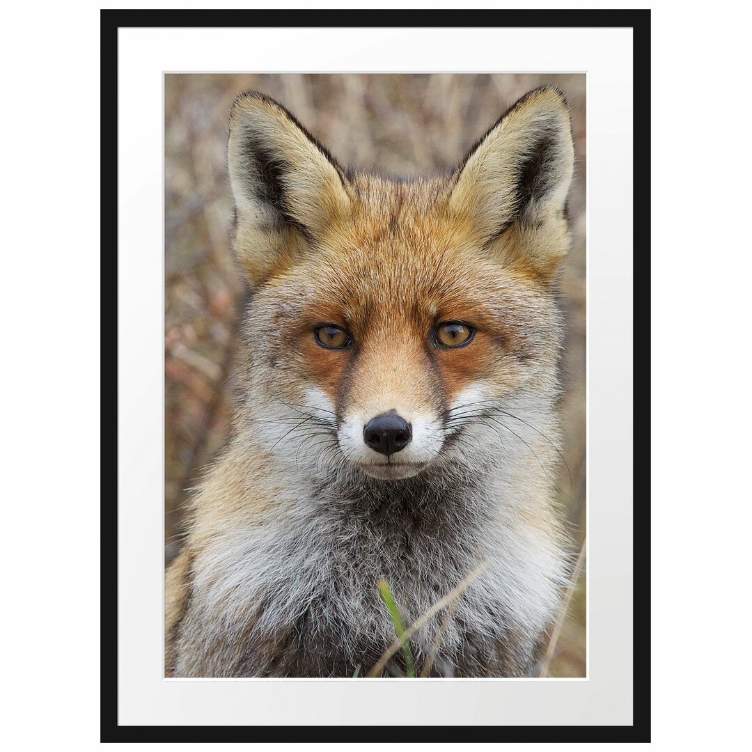 Gerahmtes Poster Aufmerksamer Fuchs im Geäst