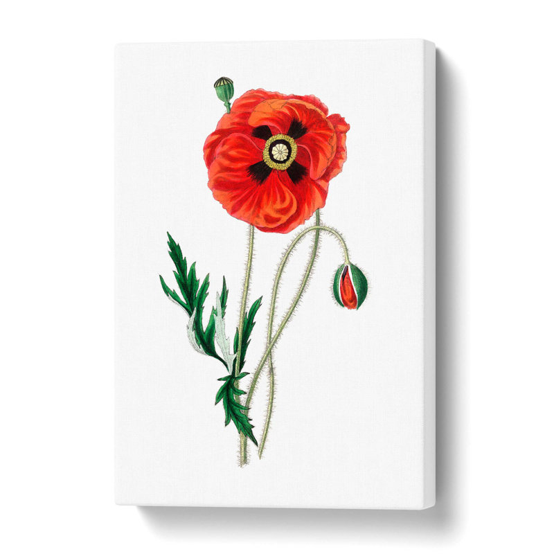Common Poppy Illustration - Wrapped Canvas Painting, 50 cm H x 35 cm W