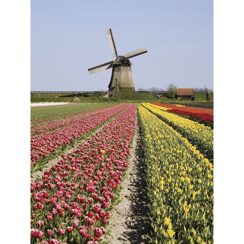 Ultimate Tulip Time Wall Mural