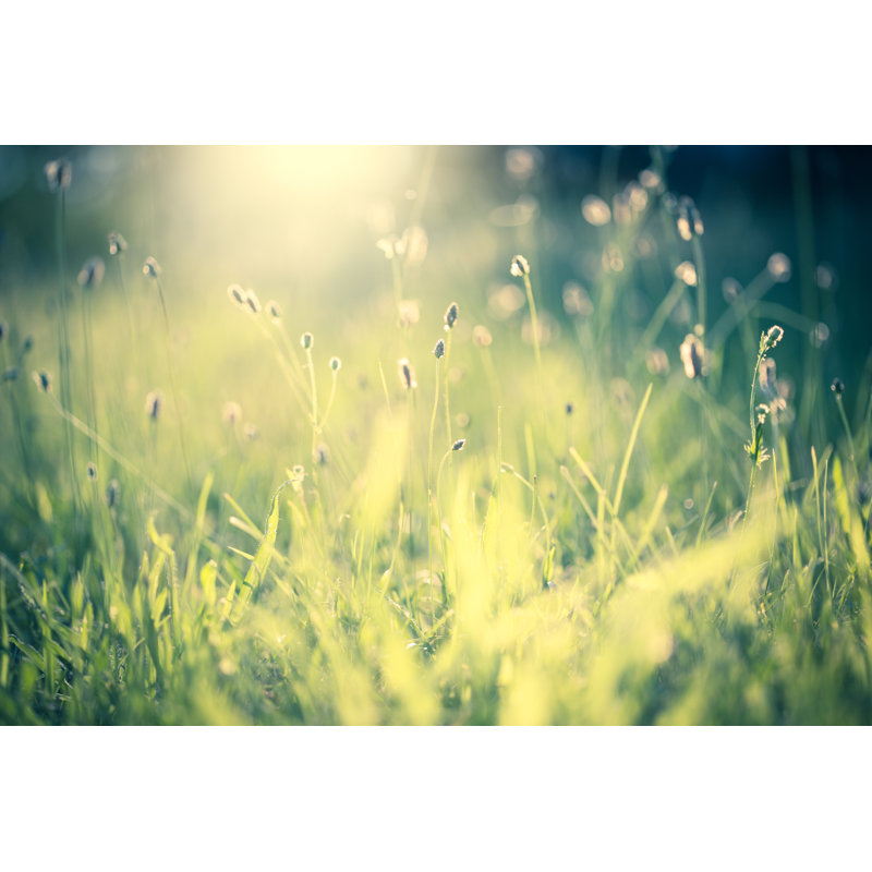 Morning In The Field by Jeja - No Frame Art Prints on Canvas, 30cm H x 46cm W