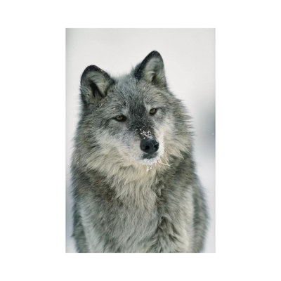 Timber Wolf With Snow On Muzzle, Montana by Tim Fitzharris - Wrapped Canvas Print
