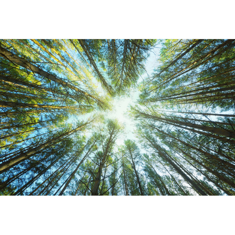 Trunks of Pines - Photographie sur toile tendue, H 12 po x l 18 po