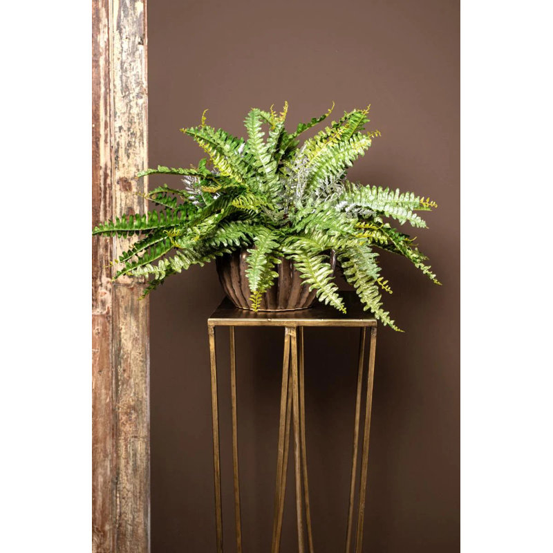 Varen Plant, Gold, 61cm H x 100cm W x 50cm D