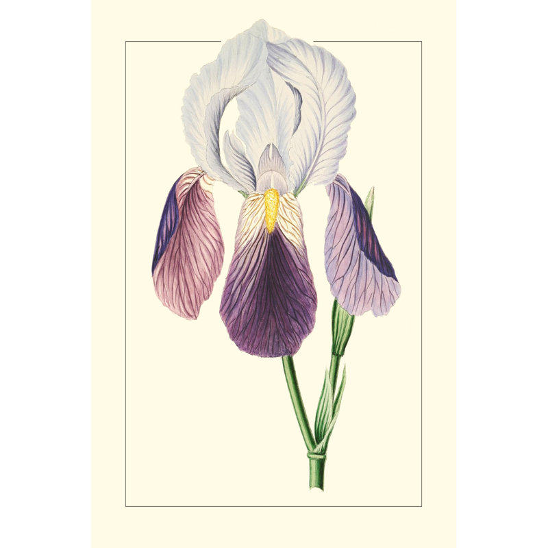 Purple Irises I - Wrapped Canvas Painting, 76cm H x 51cm W