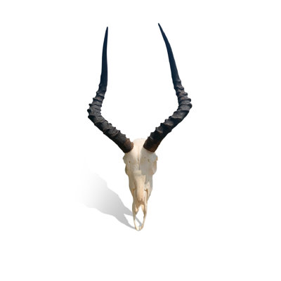 Crâne d'antilope Real Impala