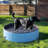 Foldable Dog Pool-39923581-39949493