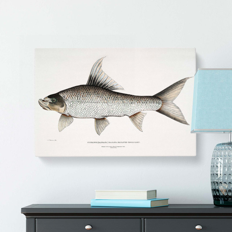 Rock Carp Illustration by John Edward Gray - Wrapped Canvas, 50cm H x 76cm W x 3cm D