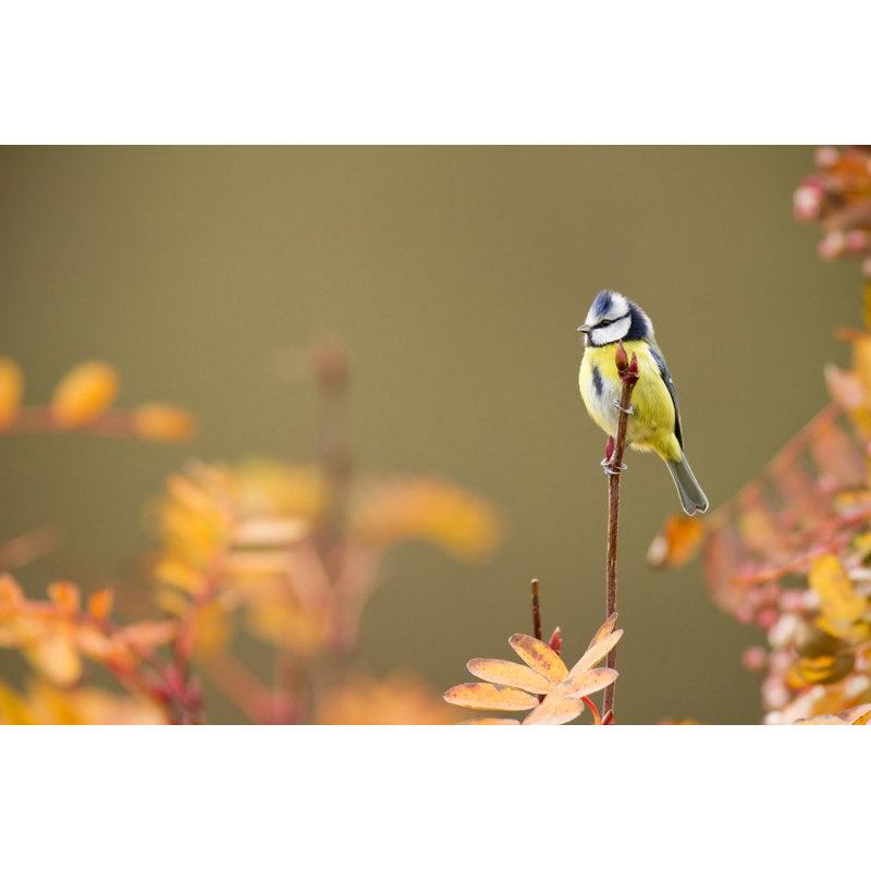 Blue Tit - Wrapped Canvas Print
