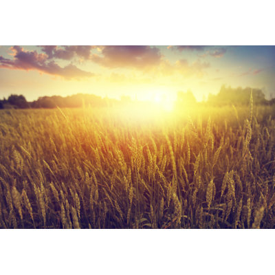 Wheat Field At Sunset par - Photographie de toile tendue