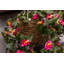 15cm Faux Flowering Plant in Wicker/Rattan Basket
