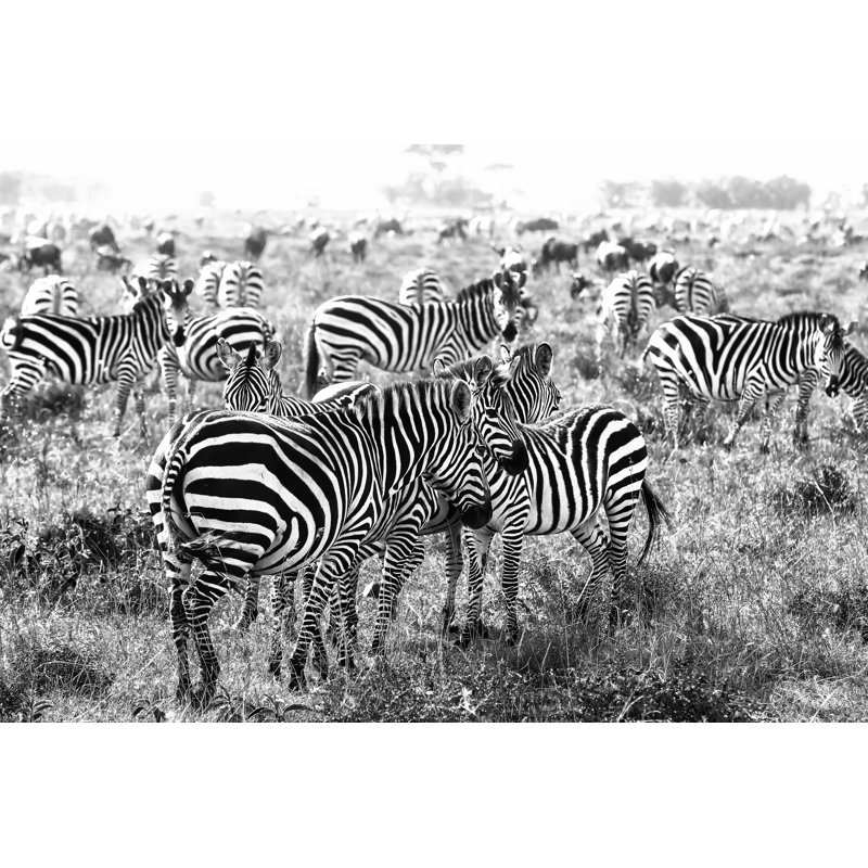 Zebras by 1001slide - Wrapped Canvas Print, 51cm H x 76cm W x 3.8cm D