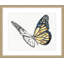 Papillon Croquis 4 Print