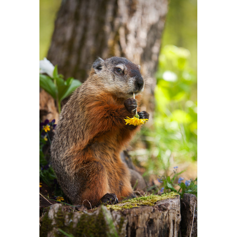Marmotte mangeant un pissenlit par Jimkruger, H 48 po x l 32 po