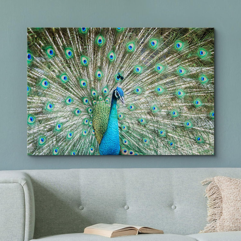 Oiseau, oiseau, paon, montrant ses belles plumes, étalant sa queue sur une photographie sur toile, Toile tendue