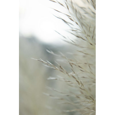 Subtle Grasses III - impression sur toile tendue