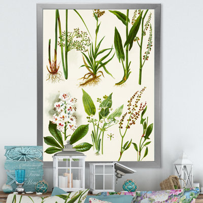 Ensemble de plantes Herbal - Décoration murale traditionnelle sur toile