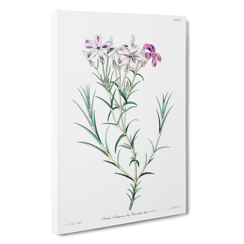Purple Phlox Flowers - Wrapped Canvas, 60cm H x 40cm W x 3cm D