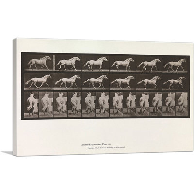 " Animal Locomotion - White Horse 1885 " by Eadweard Muybridge