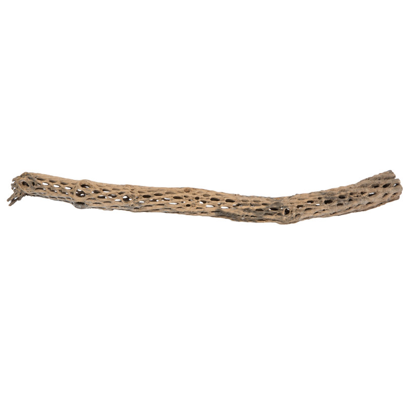 CHOLLA, NATUREL, PIÈCE 29-35 po, séché