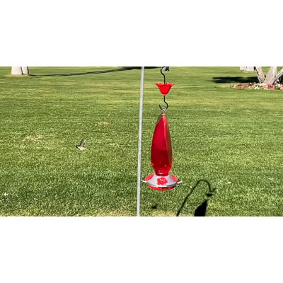 Teardrop Hummingbird Feeder with Ant Moat