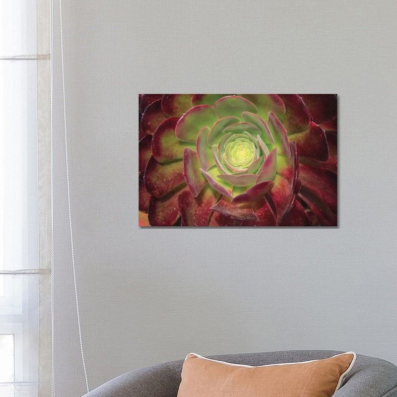 Succulent Named Prairie Sunset Or Houseleeks by Mallorie Ostrowitz - Wrapped Canvas Print