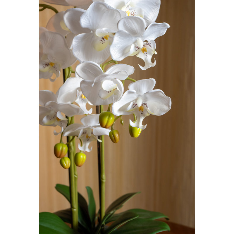 Orchid Arrangement in Vase