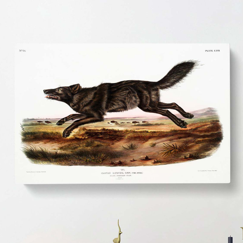 Black American Wolf by J.W. Audubon - Wrapped Canvas, 40cm H x 60cm W x 3cm D