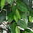 72'' Faux Ficus Tree in Pot