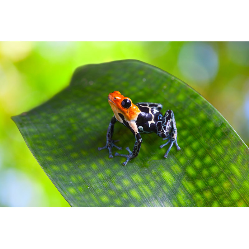 Poison Arrow Frog - Wrapped Canvas Print, 30cm H x 46cm W x 3.8cm D