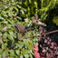 Animals Metal Garden Statue