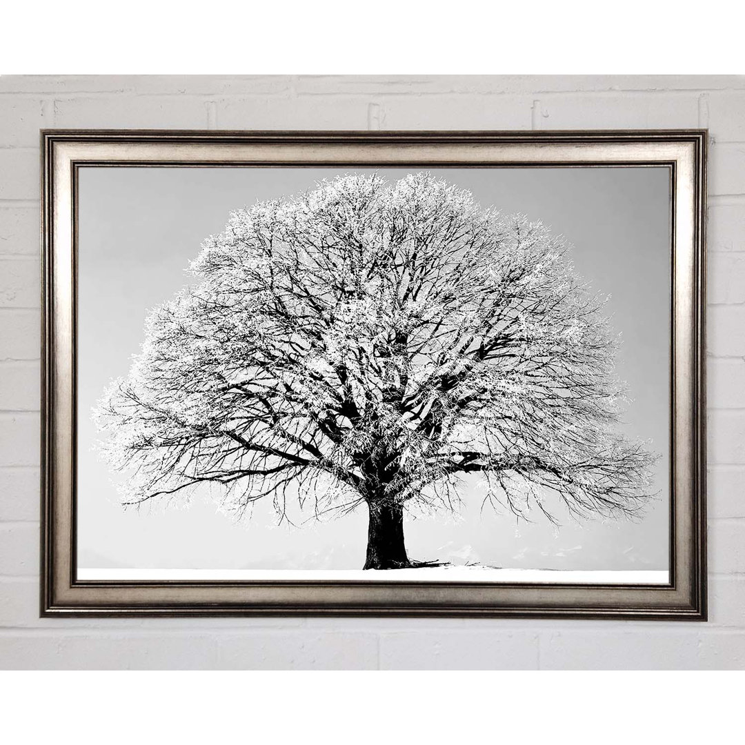 Winter Tree B N W - Einzelner Bilderrahmen Kunstdrucke