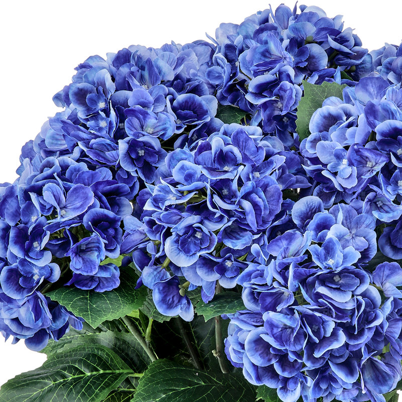 Hortensia de jardin 22 po, Hortensia de jardin bleu en pot