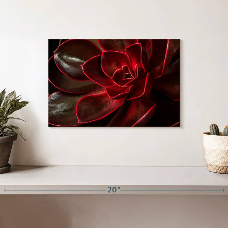 Harnek Red Echeveria Succulent, 8" H x 12" W