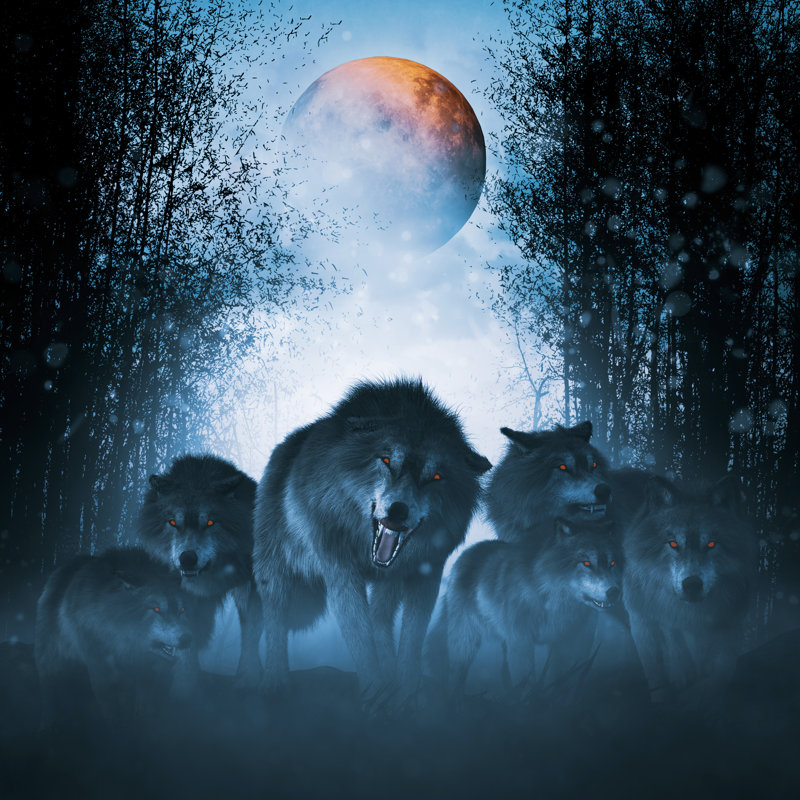Group Of Ferocious Wolf by Chainatp - Wrapped Canvas Print, 76cm H x 76cm W