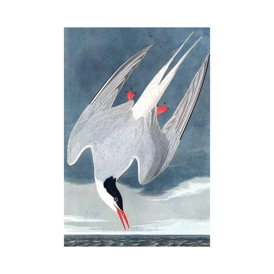Arctic Tern, Sterna Paradisaea, From "The Birds Of America", 1827-38 by John James Audubon - Wrapped Canvas Gallery-Wrapped Canvas Giclée