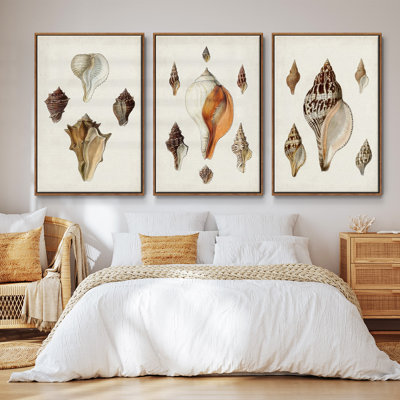 " Sowerby Shells IV " 3 Piece Art Oil Set