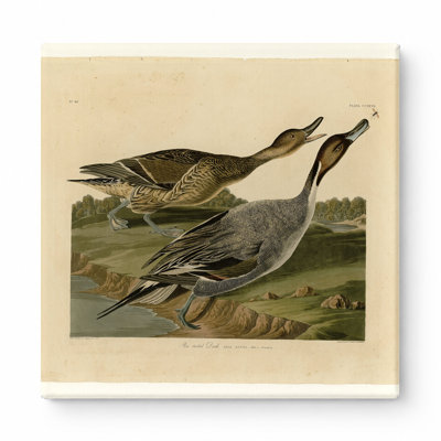 Canard à queue d'épingle (plaque CCCCXVII)